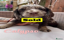 Cocker Spaniel dogs for sale: *1 Puppy left* Cocker spaniels READY TO LEAVE  - Image 11