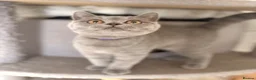 British Shorthair cats for sale: last 3 girls*TICA reg. British shorthair kittens - Advert 8