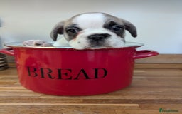 French Bulldog dogs for sale: REDUCED Adorable French Bulldog Puppies  - Image 4