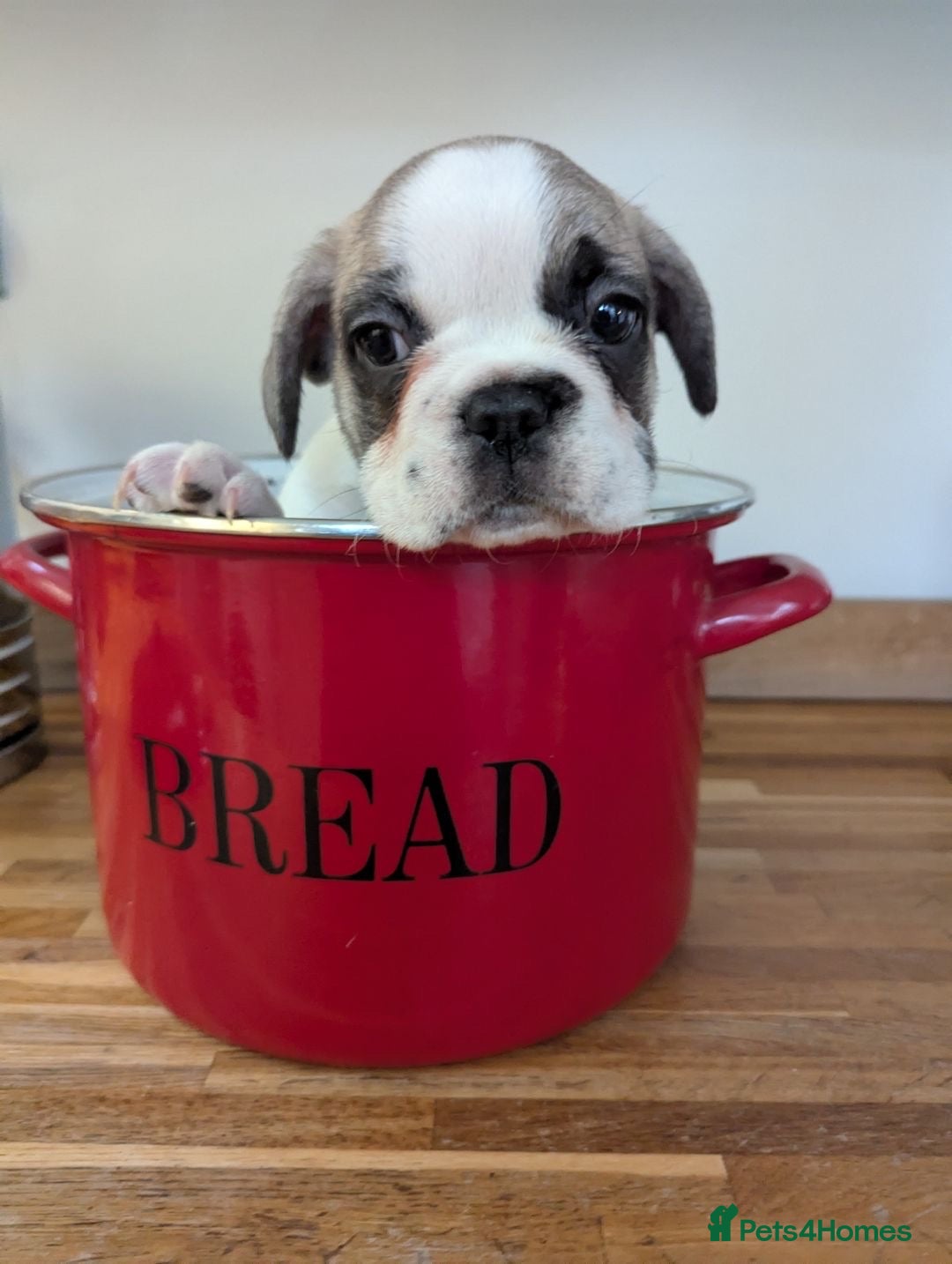 French Bulldog dogs for sale: REDUCED Adorable French Bulldog Puppies  - Image 4