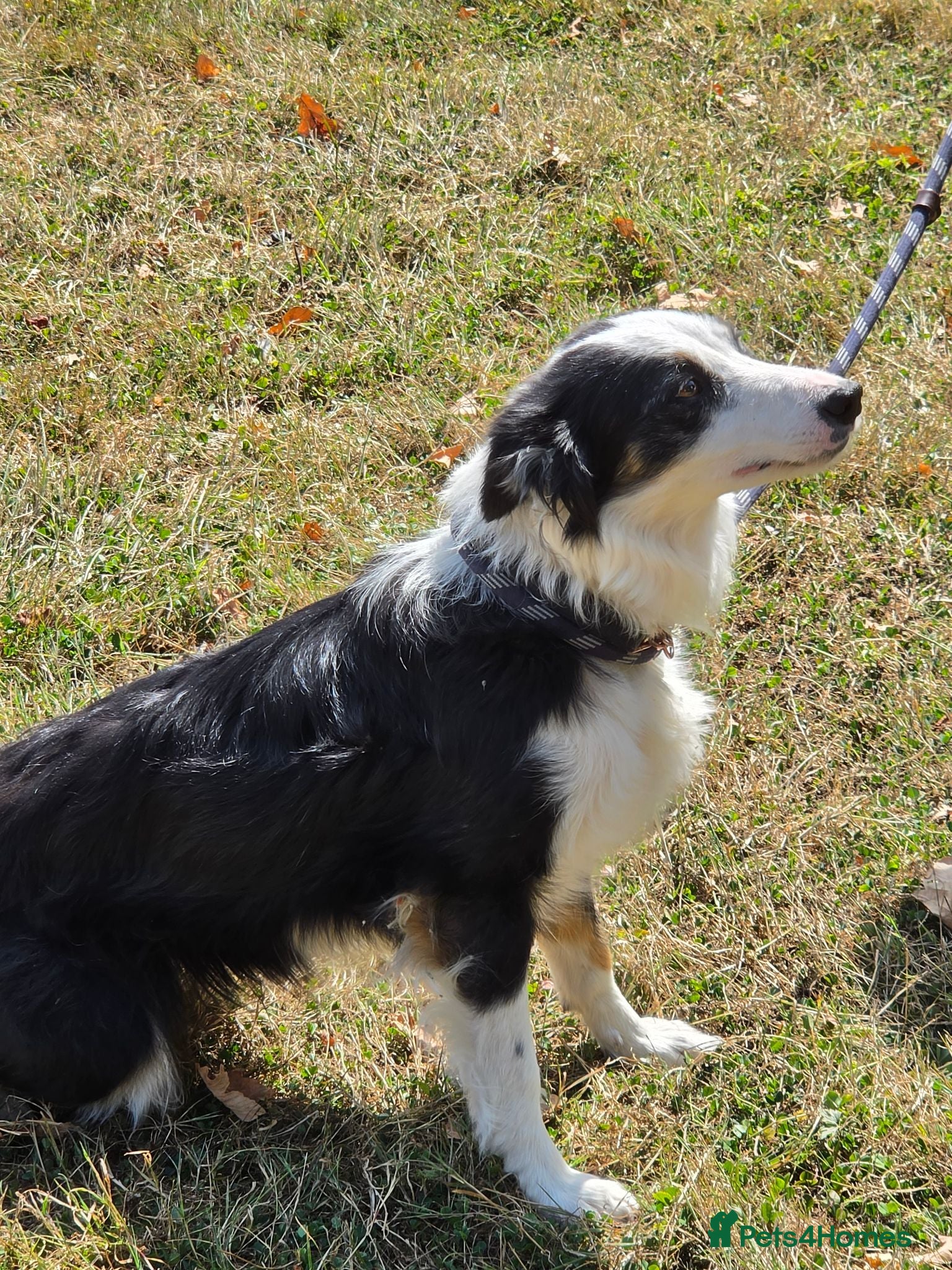 Border Collie dogs BEAUTIFUL BORDER COLLIES FOR SALE - Advert 2