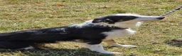 Border Collie dogs for sale: BEAUTIFUL BORDER COLLIES FOR SALE - Advert 2