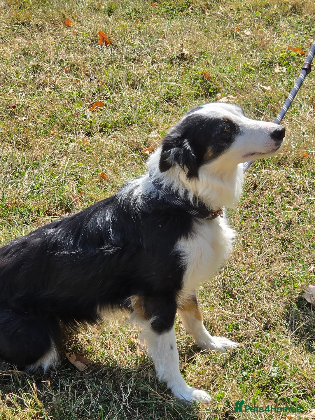 Border Collie dogs for sale: BEAUTIFUL BORDER COLLIES FOR SALE - Advert 2