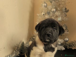Akita dogs Ready to leave in 4 days.American Akita Puppies 🐾 - Advert 2