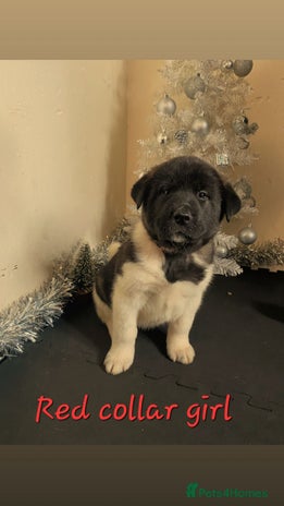 Akita dogs Ready to leave in 4 days.American Akita Puppies 🐾 - Advert 2