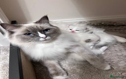Ragdoll cats for sale: Beautiful Blue Tabby Ragdoll Fur Babies  - Image 11