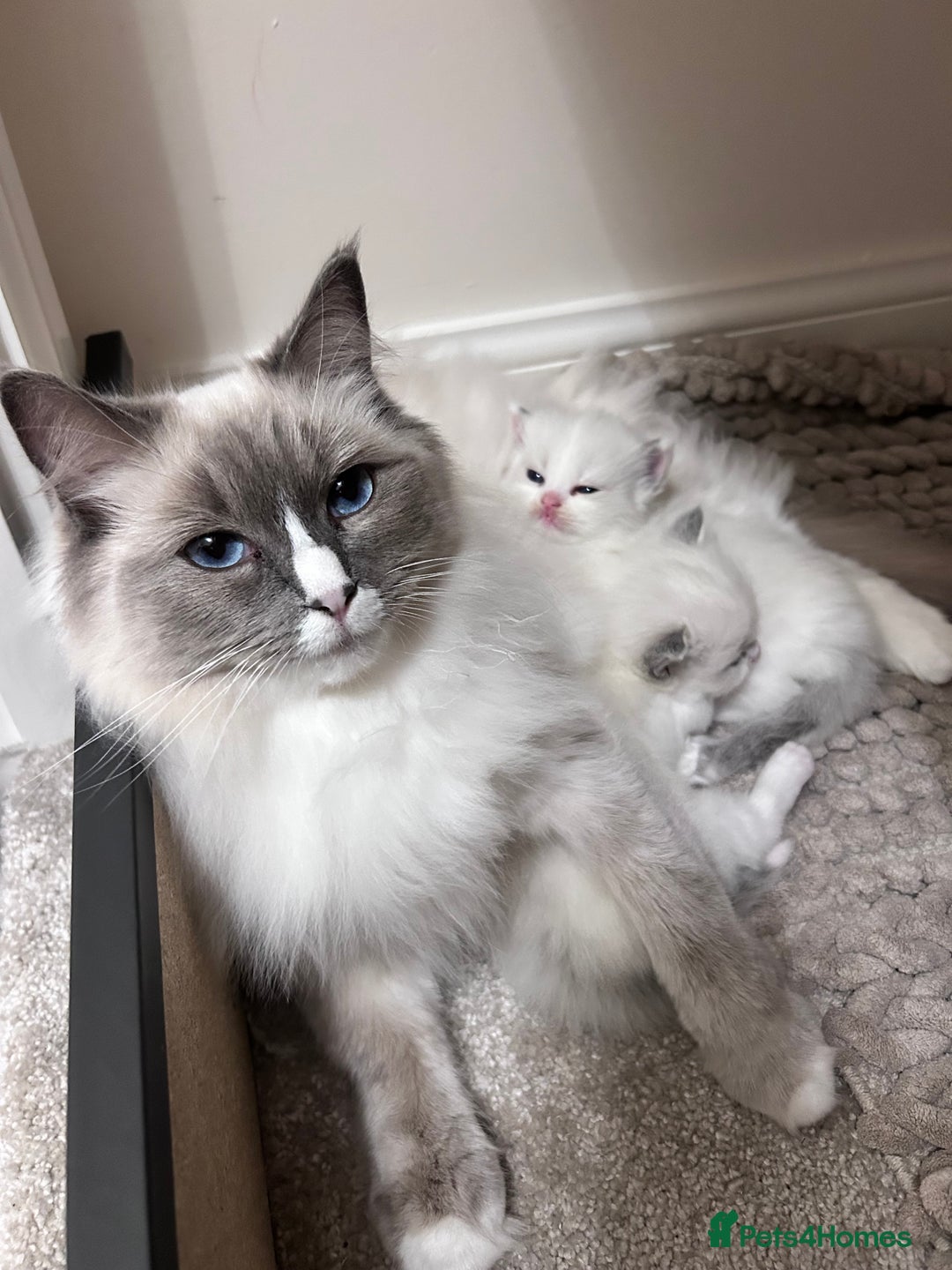 Ragdoll cats for sale: Beautiful Blue Tabby Ragdoll Fur Babies  - Image 11