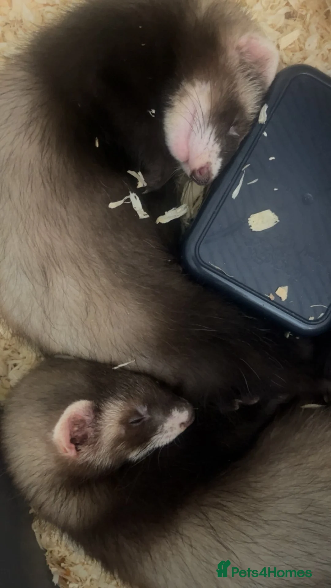 Ferret rodents for sale: two ferret hobs for sale - Advert 2
