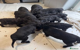 Sproodle dogs for sale: Beautiful Sproodle pups  - Image 2