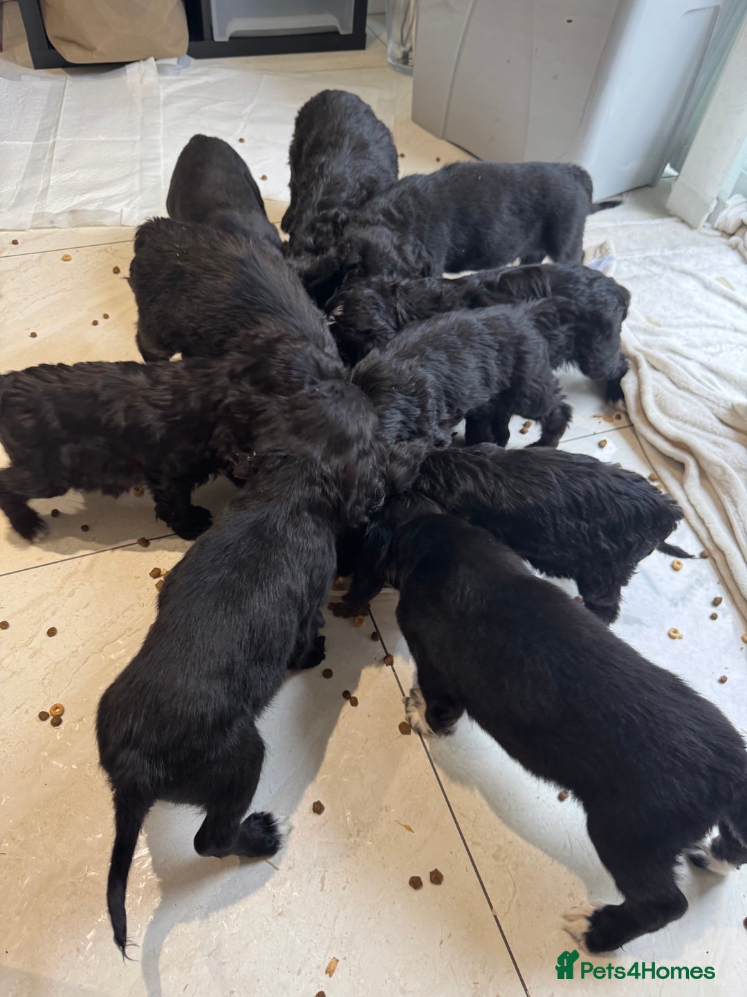 Sproodle dogs for sale: Beautiful Sproodle pups  - Image 2