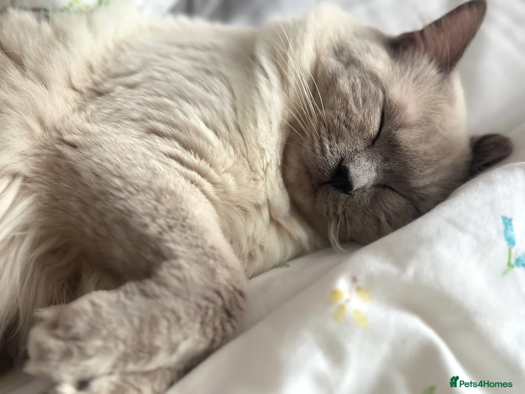 Ragdoll cats for stud: DNA TESTED🧬 Blue Point, Choc Carrier Ragdoll STUD - Advert 28