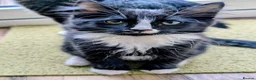 Mixed Breed cats for sale: Beautiful, healthy and playful kittens - Advert 5