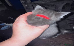 Maine Coon cats for sale: READY NOW Maine coon kittens  - Image 26