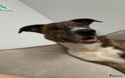 Mixed Breed dogs for sale: Benji lurcher X collie 4yo - Image 3