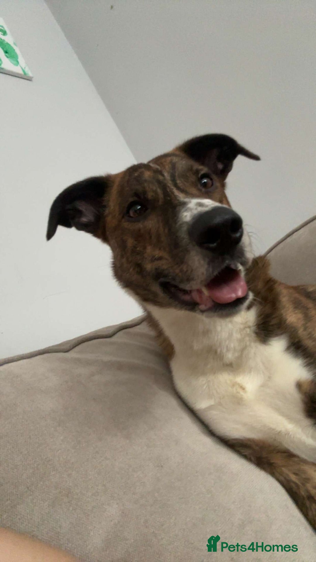 Mixed Breed dogs for sale: Benji lurcher X collie 4yo - Image 3