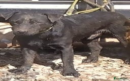 Patterdale Terrier dogs for stud: Powell x Wheeler  - Image 1