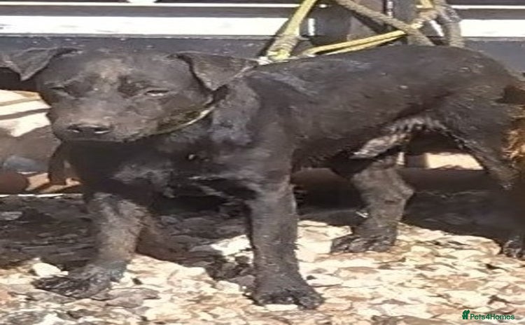 Patterdale Terrier dogs - Advert 6