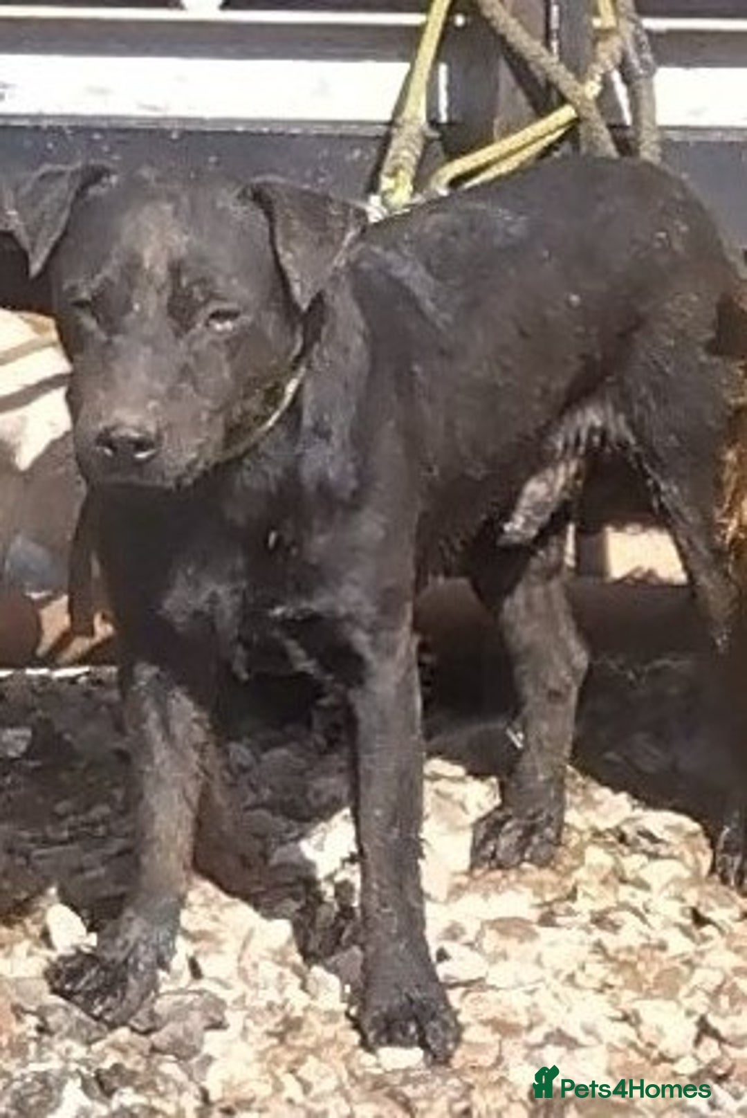 Patterdale Terrier dogs for stud: Powell x Wheeler  - Image 1