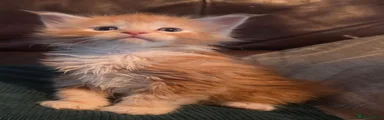Maine Coon 2