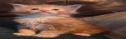 Maine Coon cats for sale: TICA reg babies! last boy ready soon! - Advert 8