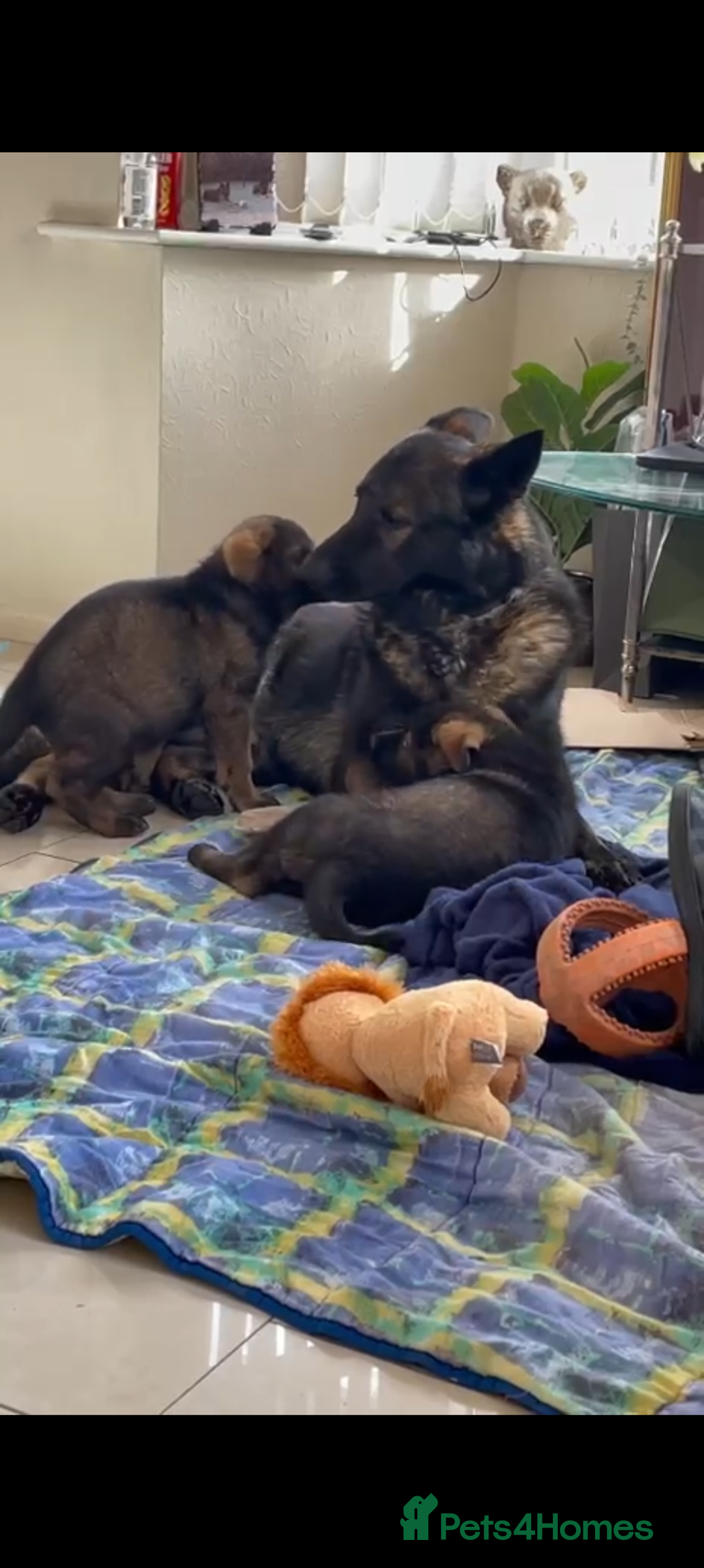 German Shepherd dogs for sale: German Shepherd puppies  - Image 14