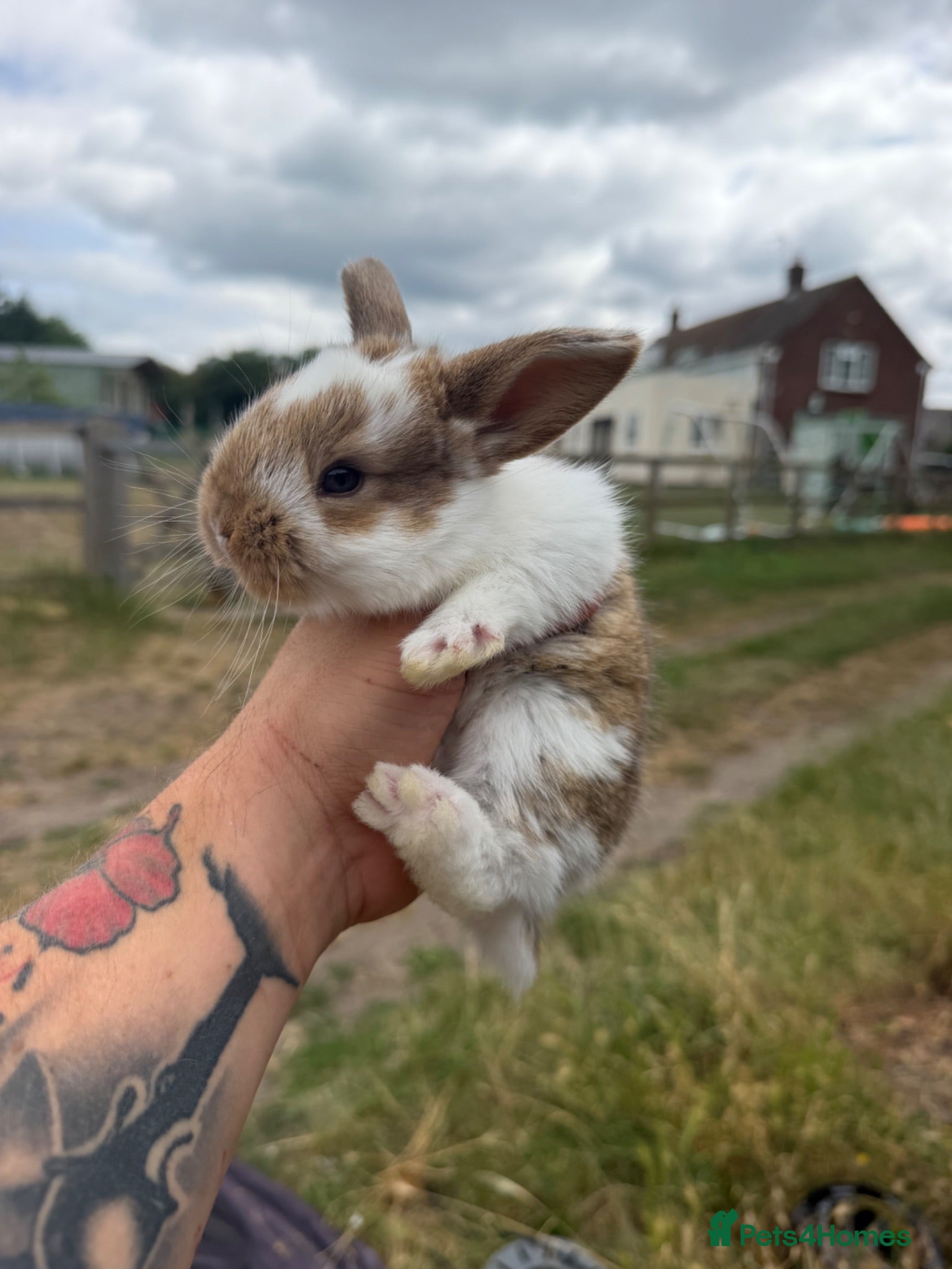 Mixed Breed rabbits Lovely litter of mixed breed rabbits  - Advert 5