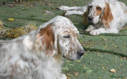 English Setter dogs for adoption: Dina  - Image 7