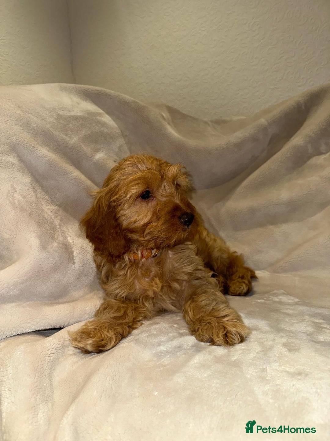 Cockapoo dogs for sale: Cockerpoo puppies  - Advert 3