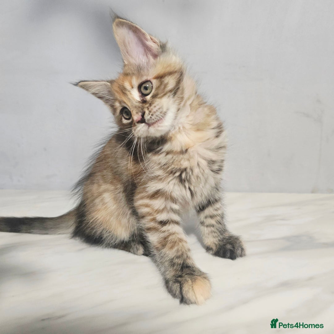 Maine Coon cats for sale: Mainecoon kittens tica registered  - Advert 7