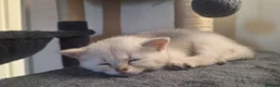 British Shorthair cats for sale: Adorable playful kittens ready to be loved 💕  in Newbury - Advert 16