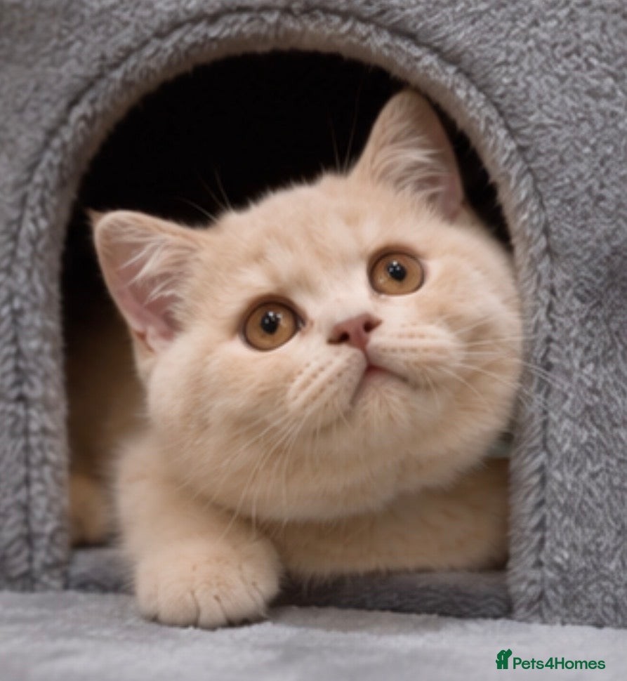 British Shorthair cats 1 cream boy left  - Advert 14