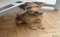 Irish Terrier dogs for sale: Beautiful Irish Terrier Pup for sale (9months old) - Image 7