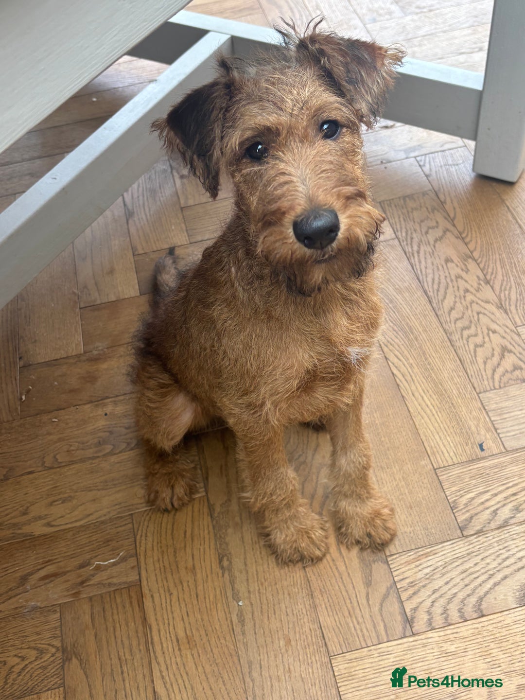 Irish Terrier dogs for sale: Beautiful Irish Terrier Pup for sale (9months old) - Image 7