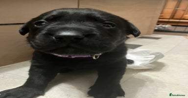 Labrador Retriever dogs Litter of 10 Beautiful black Puppies - Advert 7