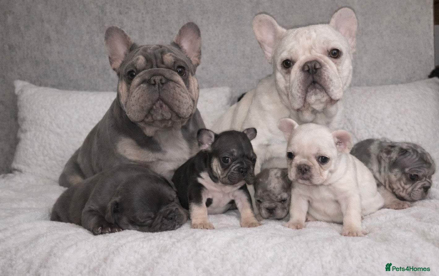 French Bulldog dogs Beautiful well loved babies  - Advert 2