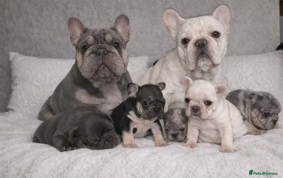 French Bulldog dogs for sale: Beautiful well loved babies  - Advert 1