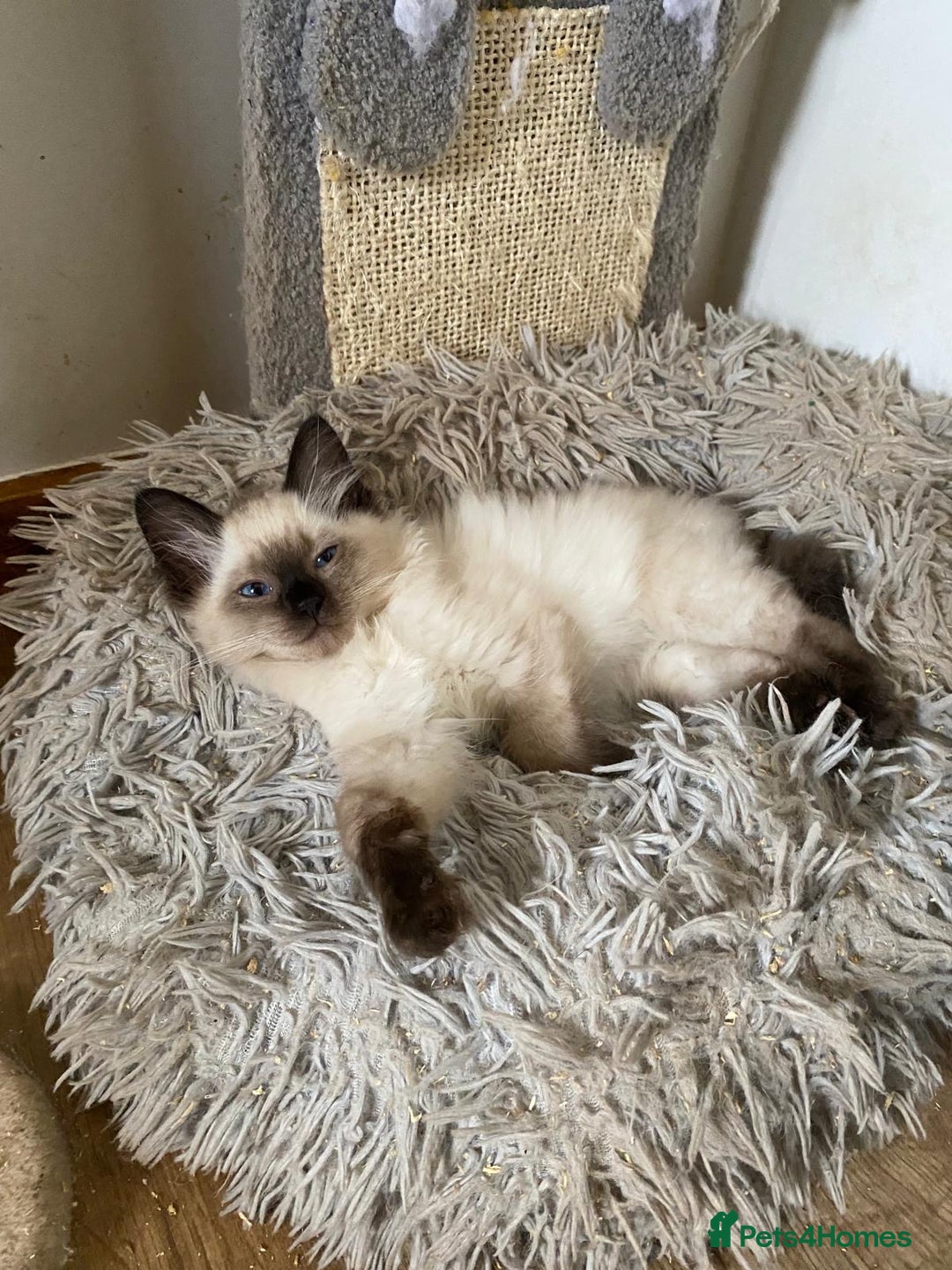 Ragdoll cats for stud: Active gccf stud chocolate carrier seal point  in Grantham - Image 8
