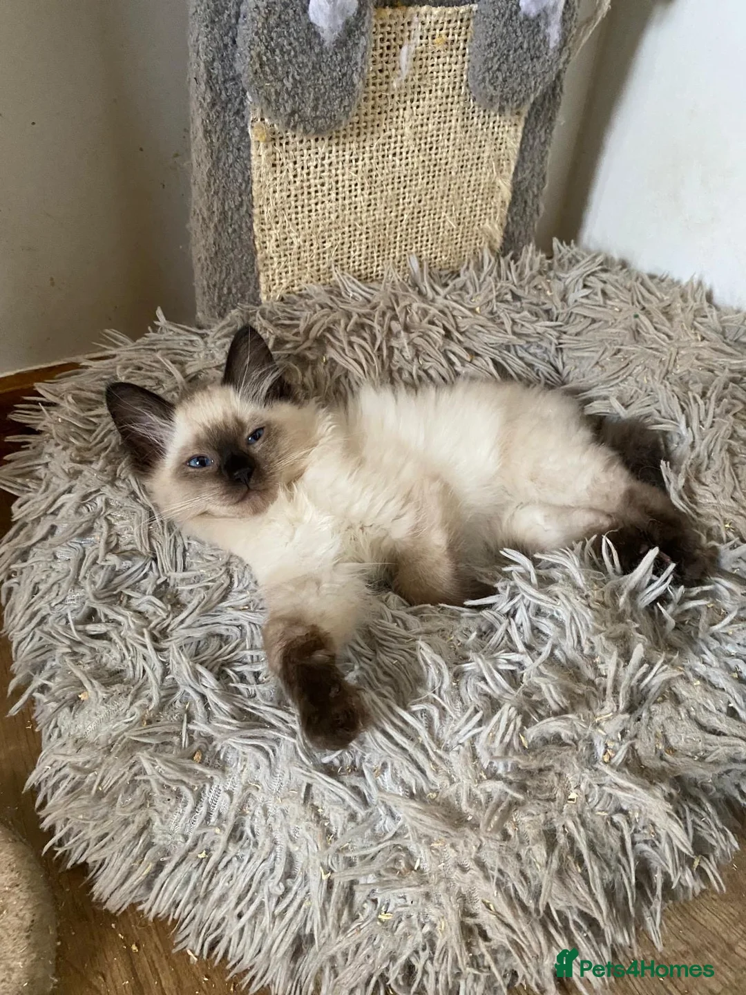 Ragdoll cats for stud: Active gccf stud chocolate carrier seal point  - Advert 8