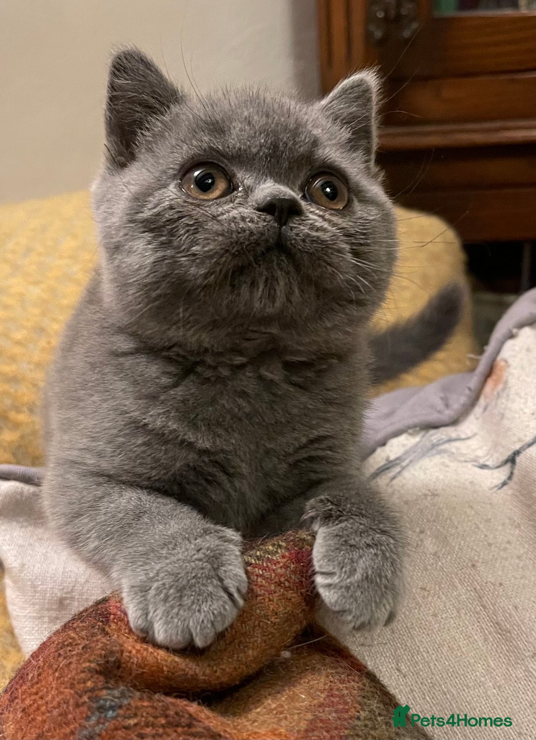British Shorthair cats for sale: Champion Sired Female BSH - Advert 4