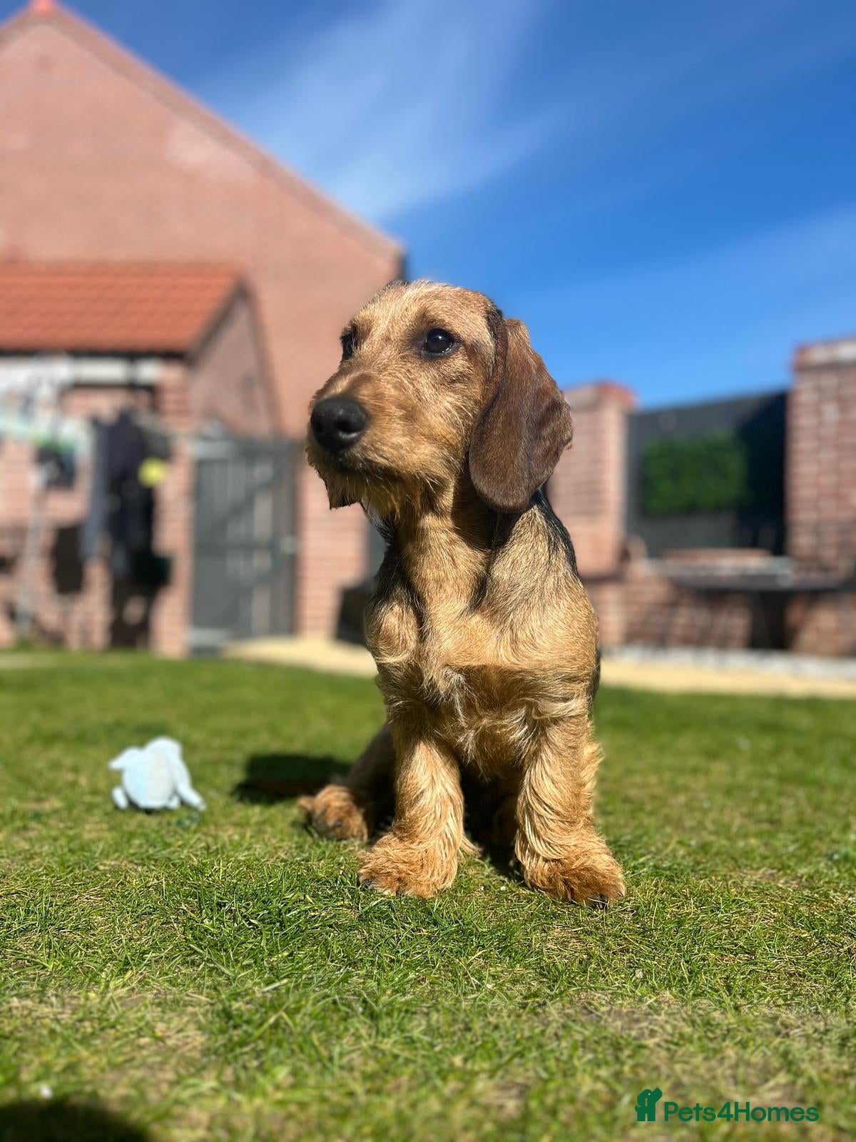 Dachshund dogs 5th gen pedigree KC teckel Dachshund  - Advert 1