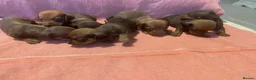 Dachshund dogs for sale: Miniature Dachshunds  - Advert 5