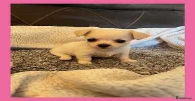 Chihuahua dogs - Advert 4