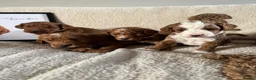 Australian Labradoodle dogs for sale: Stunning Miniature Australian Labradoodles - Advert 5