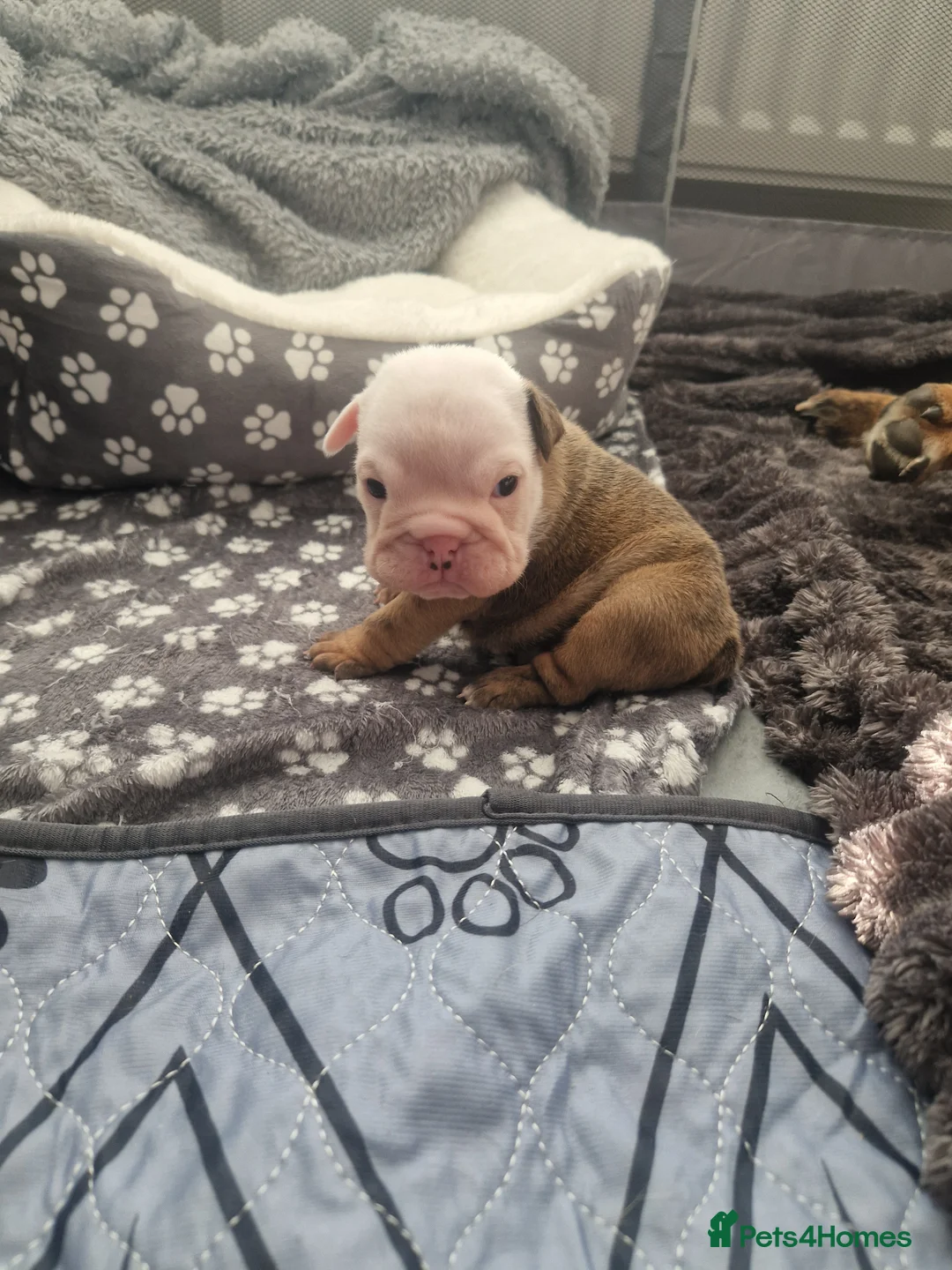English Bulldog dogs for sale: British bulldog puppies  in Seaham - Advert 2