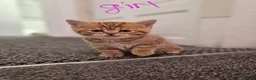 Scottish Fold cats for sale: 5 Beautiful Scottish Kittens Ready for Homes 🐾 - Advert 17