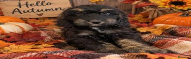 Cockapoo 1