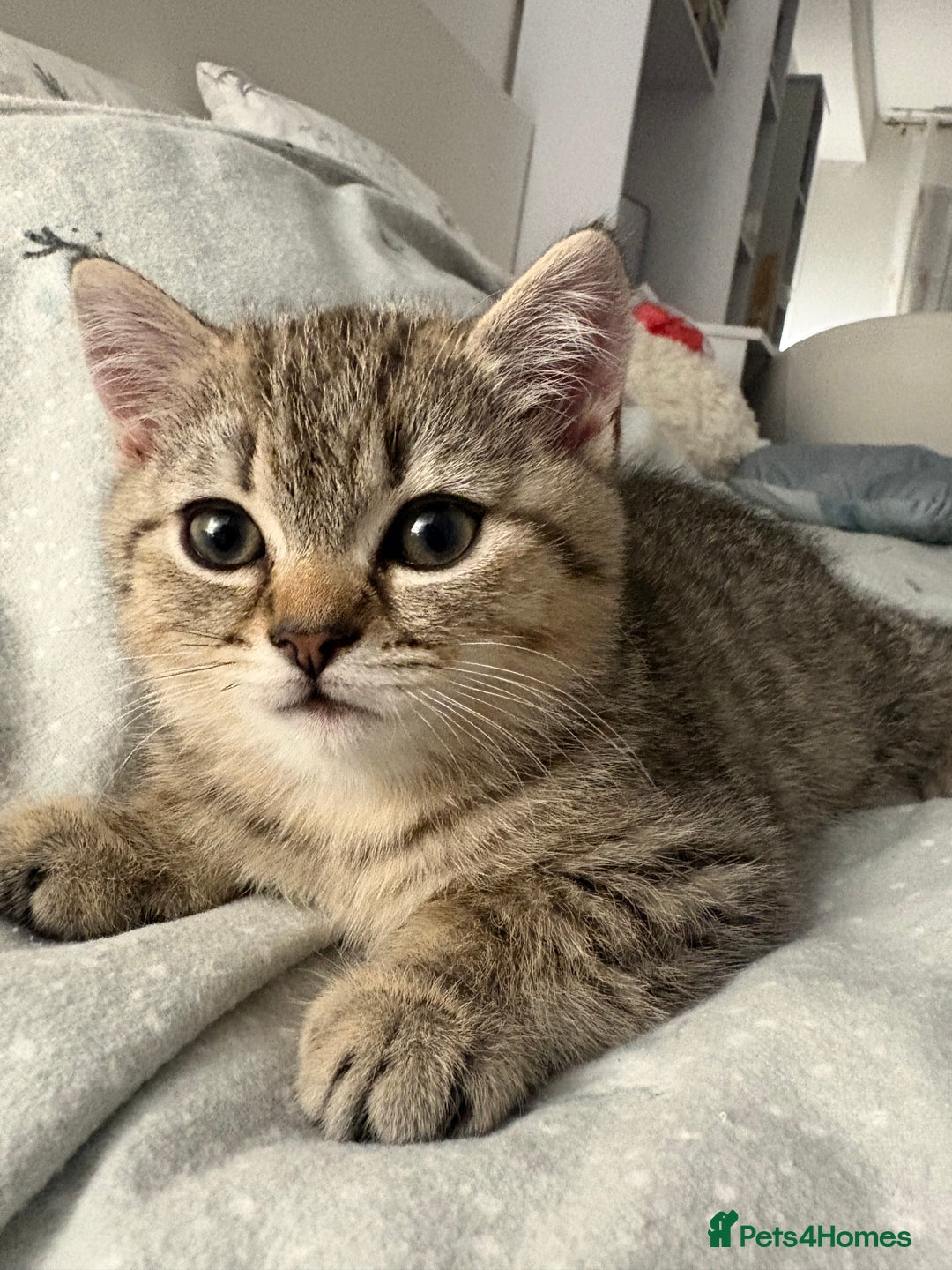 Scottish Fold cats for sale: Scottish fold kittens for sale - Advert 22