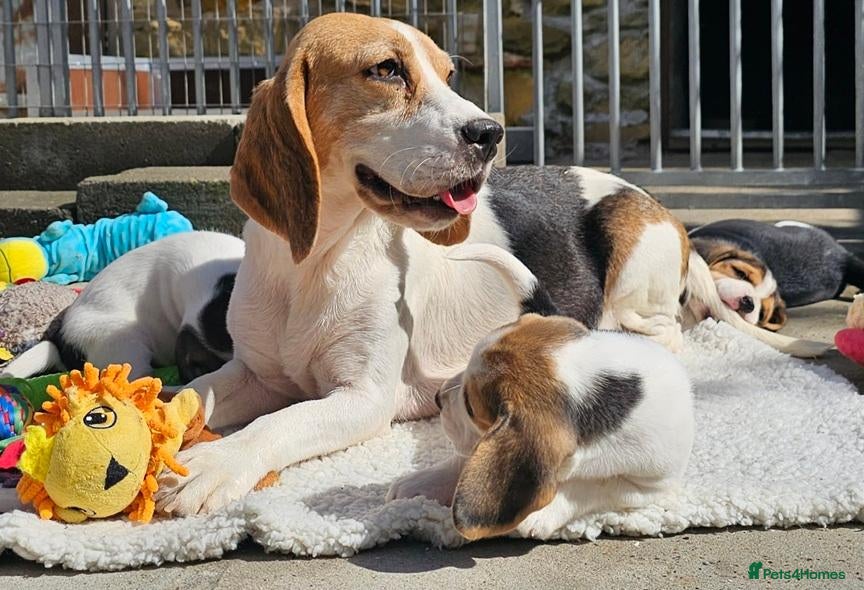 Beagle dogs Little Trailblazers Ready for Adventure - Advert 1