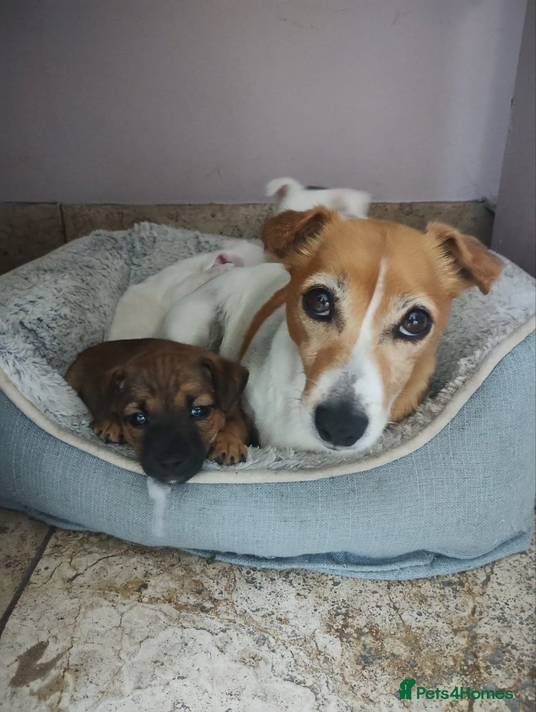 Jack Russell dogs for sale: Beautiful Jack Russel Puppies - Image 7
