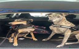 Mixed Breed dogs for sale: Stunning saluki greyhound puppies.  - Advert 25